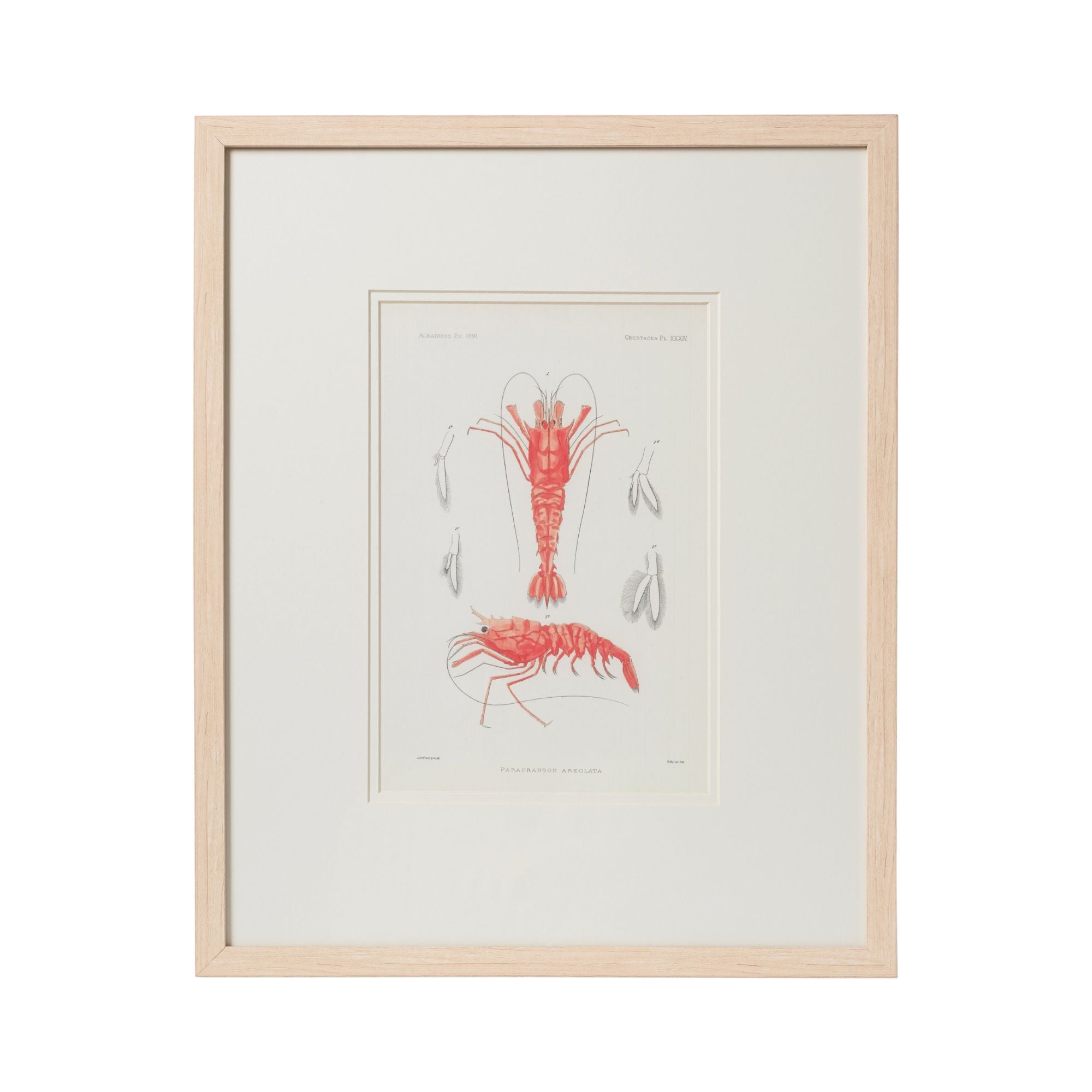 Crustacean Framed Art Print