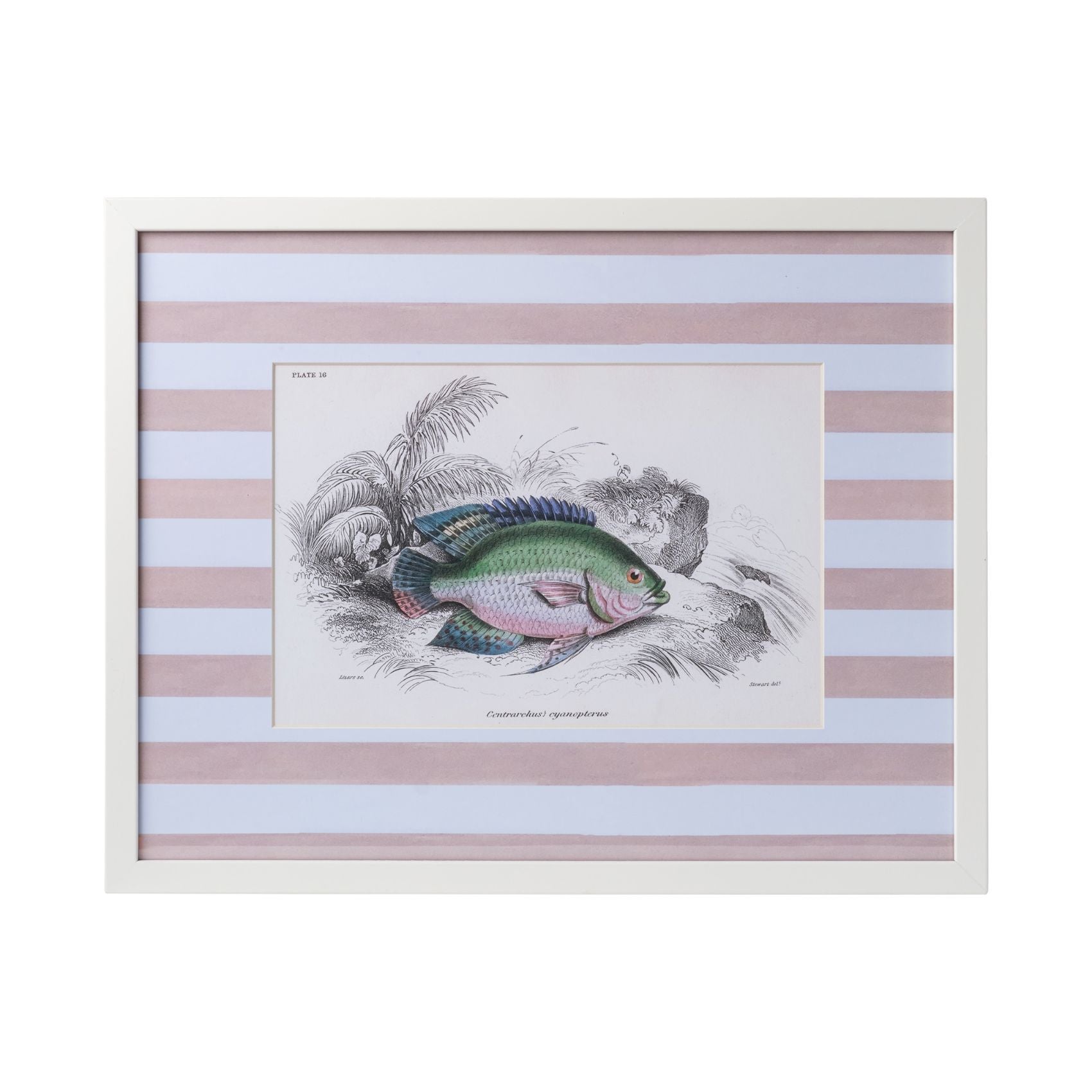 Stripe Fish Framed Art Print - E