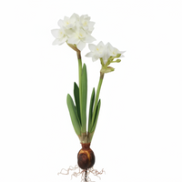 Faux paperwhite bulb with white flowers