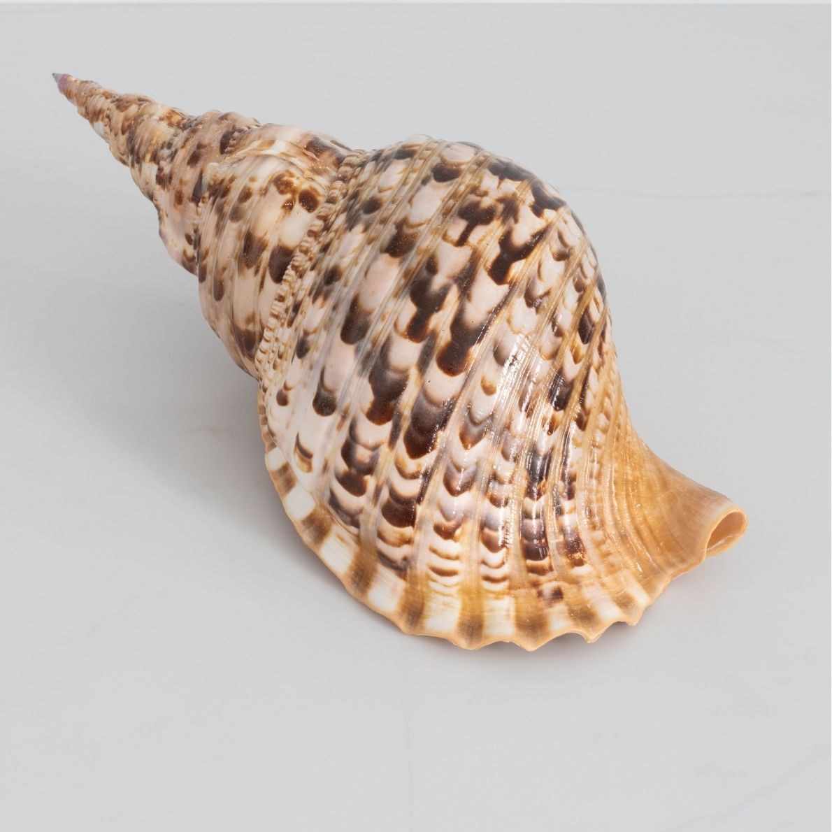 Giant Triton Shell – Cailini Coastal 