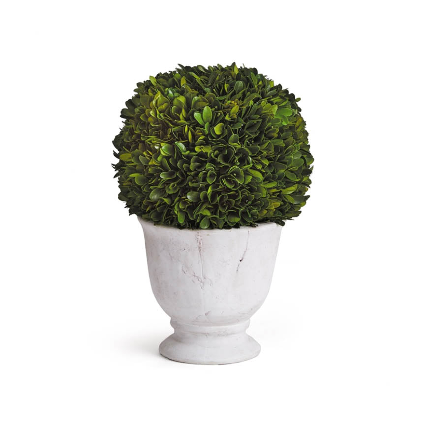 Boxwood Ball Topiary