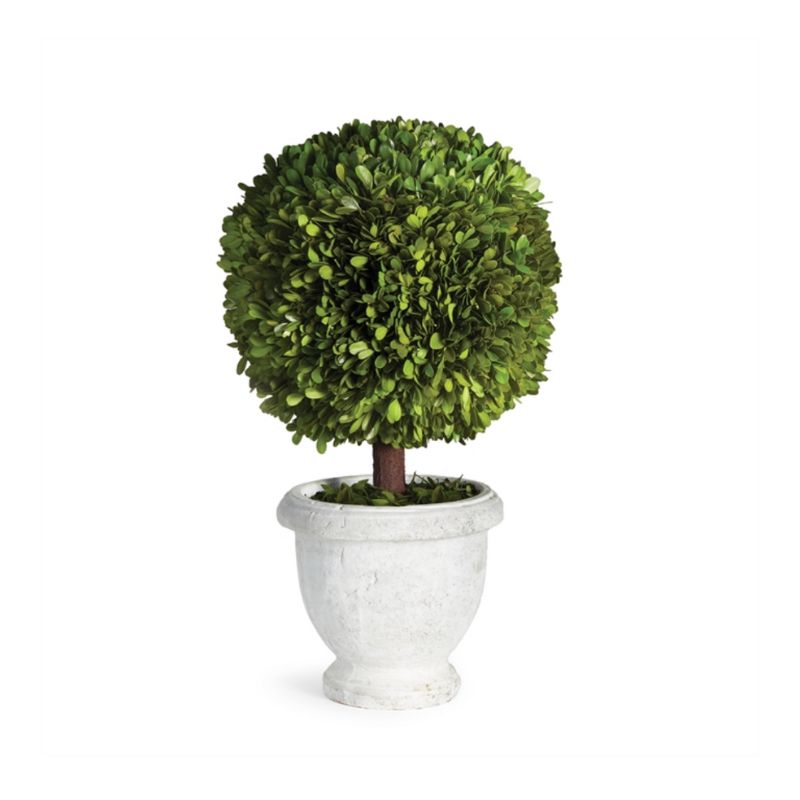 ◆あご当てCozina型 HillClamp BoxWood 4/4 Green Mountain Boxwood Foundation/Hedge Shrub in 1-Gallon