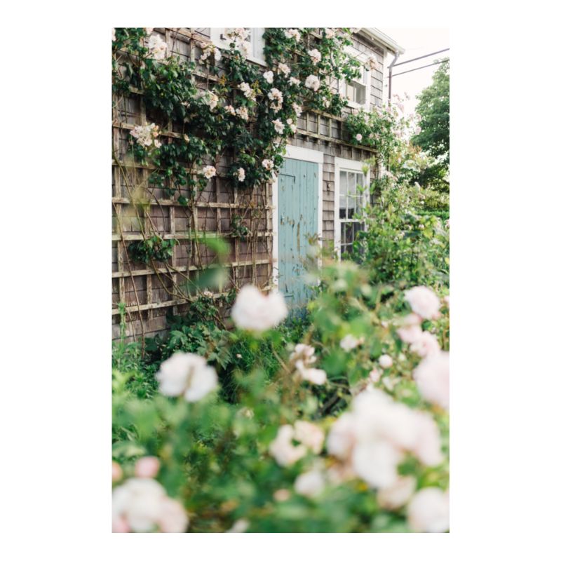 Sconset Blue Door and Roses Print