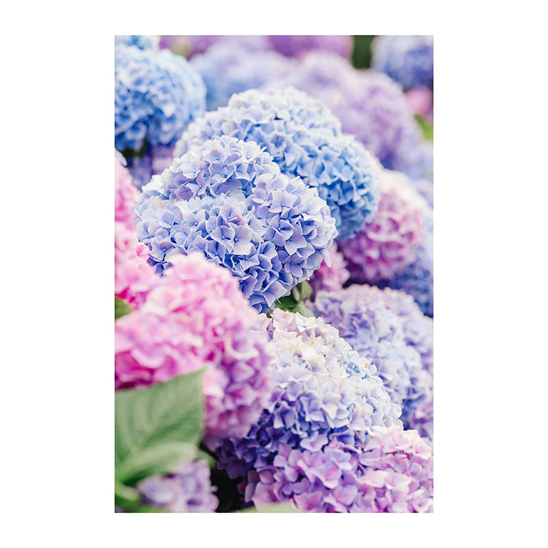 Blue and Pink Nantucket Hydrangeas Print