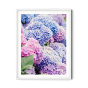 Blue and Pink Nantucket Hydrangeas Print