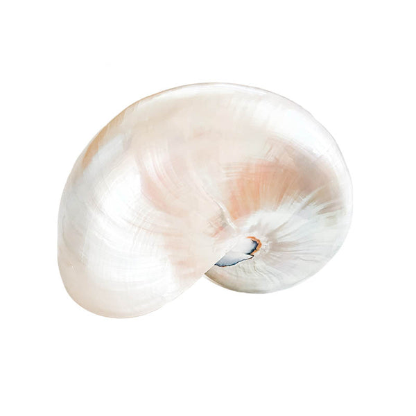Beautiful Large Natural Pearly Nautilus Shell