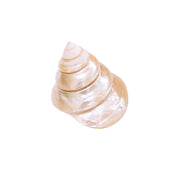 Pearlized Spiral Top Shell Set