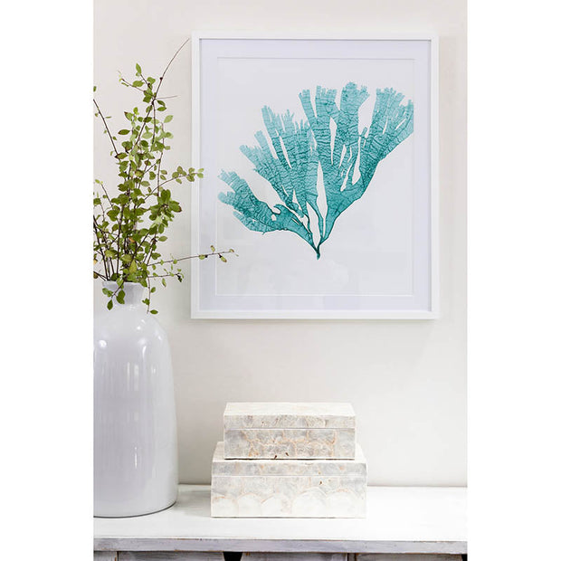 Sugar Kelp Seaweed Framed Art