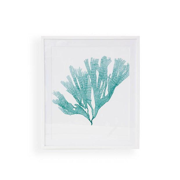 Sugar Kelp Seaweed Framed Art