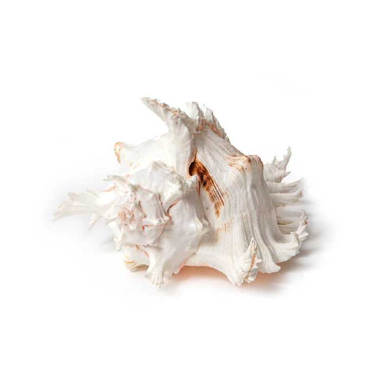 Murex Ramosus Shell