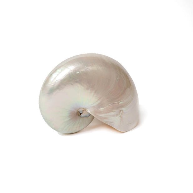 Pearlized Nautilus Shell