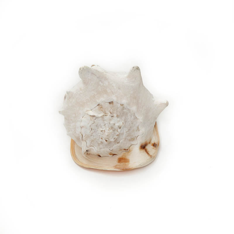 Queen Conch Shell
