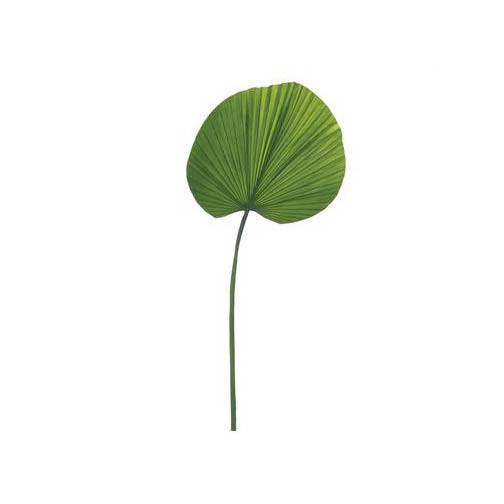 Fan Palm Leaf - Set of 2